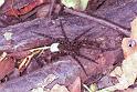 Lycosa_ZZ162_F1752_Z_85_Katherine_Australie
