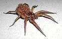 Lycosa_ZZ175_F1791_Z_90_-_-