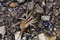Lycosa_ZZ238_F2319_Z_86_Paponga_Nieuw-Zeeland