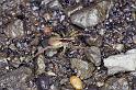 Lycosa_ZZ238_F2320_Z_88_Omapere_Nieuw-Zeeland