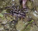 Lycosa_ZZ238_F2322_Z_90_Omapere_Nieuw-Zeeland