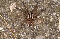Lycosa_ZZ455_D4779_Z_90_Waterleidingduinen_Nederland