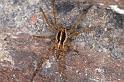 Lycosa_ZZXYX_D4720_Z_88_Badhoevedorp_Nederland