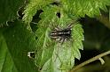 Lycosa_ZZXYX_D7436_Z_89_Lapalisse_Frankrijk