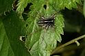 Lycosa_ZZXYX_D7437_Z_89_Lapalisse_Frankrijk