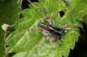 Lycosa_ZZXYX_D7439_Z_90_Lapalisse_Frankrijk