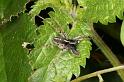 Lycosa_ZZXYX_D7440_Z_89_Lapalisse_Frankrijk