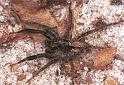 Lycosa_ZZXYX_F2052_Z_75_Spier_Nederland