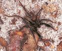 Lycosa_ZZXYX_F2054_Z_75_Spier_Nederland