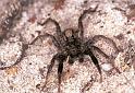 Lycosa_ZZXYX_F2056_Z_88_Spier_Nederland