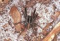 Lycosa_ZZXYX_F2057_Z_87_Spier_Nederland