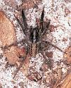 Lycosa_ZZXYX_F2058_Z_87_Spier_Nederland