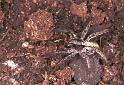 Lycosa_ZZXYX_F2060_Z_78_Spier_Nederland
