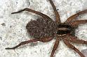 Lycosa_furcillata_F0711_Z_84_Giru_Australie