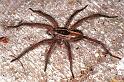 Lycosa_furcillata_F0713_Z_84_Giru_Australie