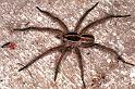 Lycosa_furcillata_F0714_Z_88_Giru_Australie