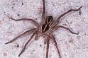 Lycosa_furcillata_RF0371_O_85_Giru_Australie