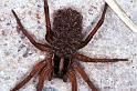 Lycosa_furcillata_RF0380_O_80_Giru_Australie