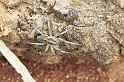 Lycosa_musgravei_F0726_Z_87_Marabee_Australie