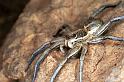 Lycosa_musgravei_F0729_Z_90_Marabee_Australie
