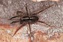 Pardosa_ZZ144_F1590_Z_75_Warrnambool_Australie
