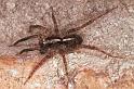 Pardosa_ZZ144_F1591_Z_75_Warrnambool_Australie