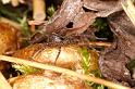 Pardosa_ZZ410_D5722_Z_89_Ooij_Nederland