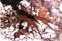 Pardosa_ZZXYX_F1554_Z_75_Kalamata_Griekenland