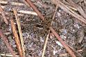 Pardosa_agrestis_F0895_Z_85_Ede_Nederland