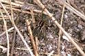 Pardosa_agrestis_F0896_Z_85_Ede_Nederland
