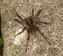 Pardosa_amentata_D2842_Z_81_Badhoevedorp_Nederland