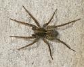 Pardosa_amentata_D2843_Z_90_Badhoevedorp_Nederland