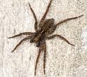 Pardosa_amentata_D2844_Z_84_Badhoevedorp_Nederland