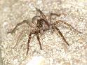 Pardosa_amentata_D2845_Z_89_Badhoevedorp_Nederland