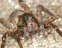 Pardosa_amentata_D2846_Z_88_Badhoevedorp_Nederland