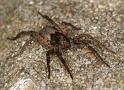 Pardosa_amentata_D2847_Z_88_Badhoevedorp_Nederland