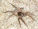 Pardosa_amentata_D2848_Z_81_Badhoevedorp_Nederland
