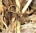 Pardosa_amentata_D2855_Z_78_Badhoevedorp_Nederland