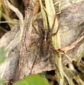 Pardosa_amentata_D2856_Z_78_Badhoevedorp_Nederland