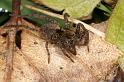 Pardosa_amentata_D2858_Z_86_Badhoevedorp_Nederland