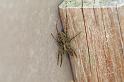 Pardosa_amentata_D4570_Z_88_Utrecht_Nederland