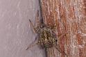 Pardosa_amentata_D4573_Z_88_Utrecht_Nederland