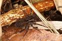 Pardosa_amentata_D4766_Z_88_Durgerdam_Nederland