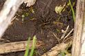Pardosa_amentata_D4767_Z_88_Durgerdam_Nederland