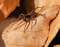 Pardosa_amentata_D5607_Z_87_Prattenburg_Nederland