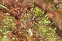 Pardosa_amentata_D5608_Z_91_Prattenburg_Nederland
