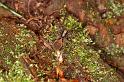 Pardosa_amentata_D5609_Z_91_Prattenburg_Nederland