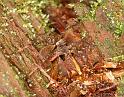 Pardosa_amentata_D5610_Z_91_Prattenburg_Nederland