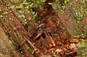 Pardosa_amentata_D5611_Z_90_Prattenburg_Nederland