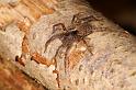 Pardosa_amentata_D5617_Z_89_Prattenburg_Nederland